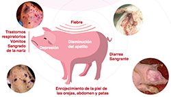 Información Peste Porcina Africana